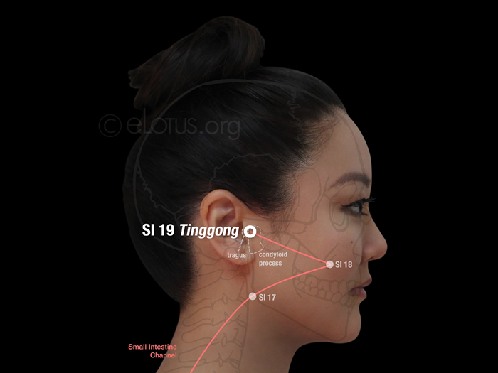 Tinggong (SI 19) | Master Tung’s Acupuncture | eLotus CORE